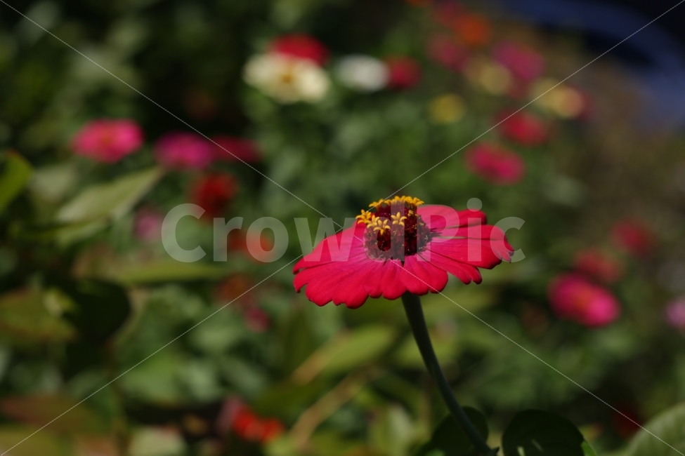 	꽃,자연,붉은색,분홍색,햇빛,5dmark3,식물,자연,plants,nature,꽃,flower