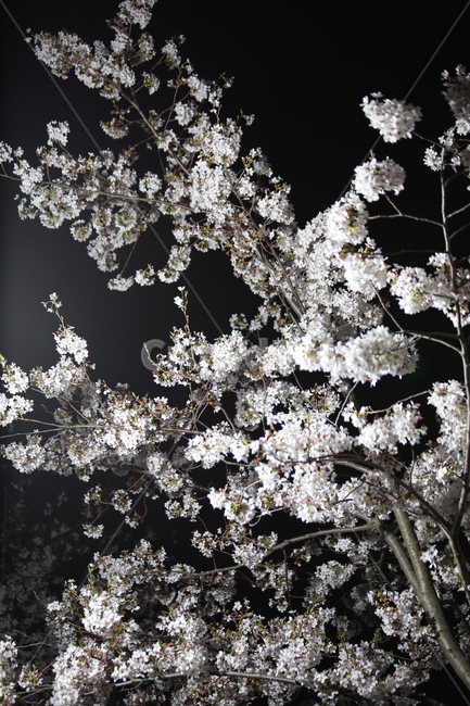 봄,벚꽃,야경,꽃,야간촬영,흰색,흰꽃,봄,계절,spring,season,식물,자연,plants,nature,꽃,flower,plant,blossom