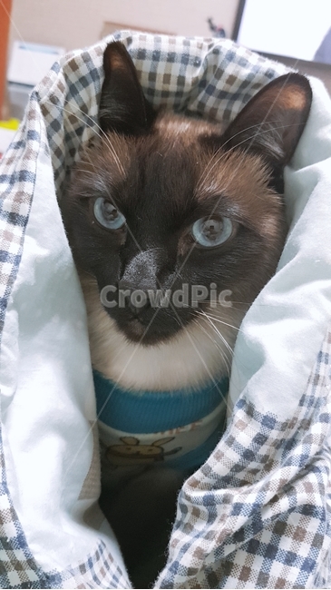 반려동물,동물,고양이,반려묘,샴,샴고양이,집사,눈동자,이불,추운고양이,냥이,고양이수염,고양이앞모습