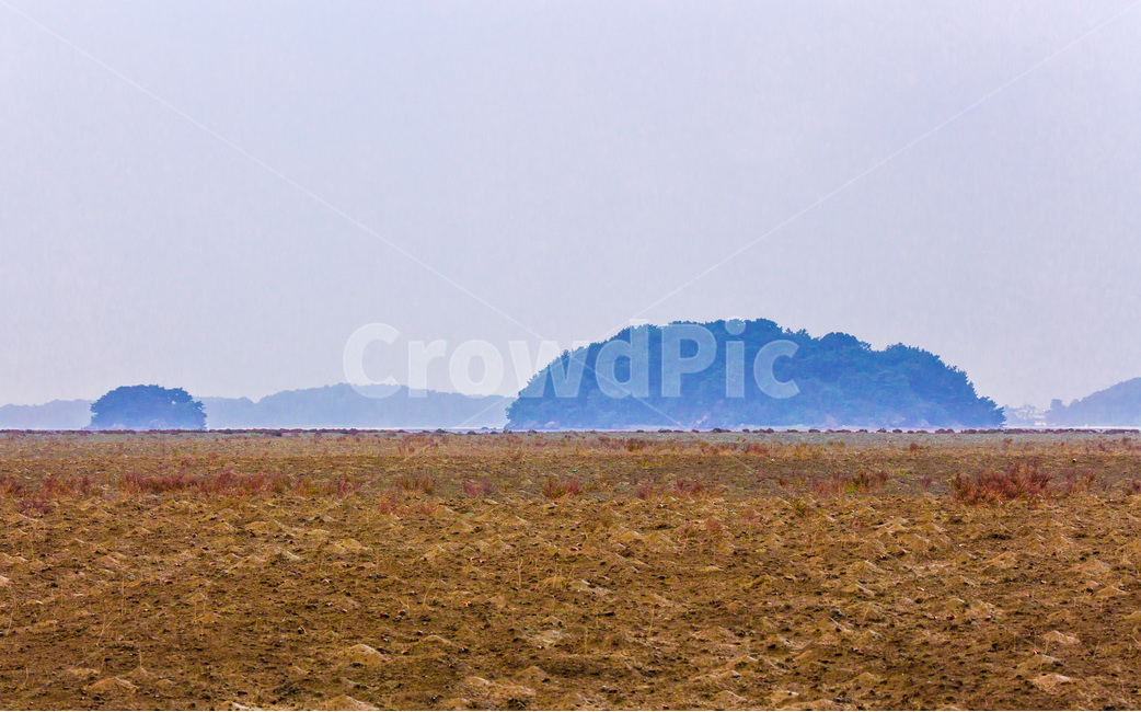 영종도,갯벌,함초,환경,섬,개발,자연,풍경,nature,landscape,한국자연풍경,한국자연경관,korea nature landscape,outdoors,옥외,land,땅,grassland,목초지,field,들