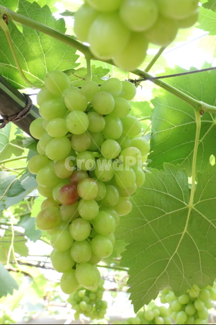 포도,식재료,과일,요리,fruit,grape,food,청포도,나무,열매,과일,열매,fruit
