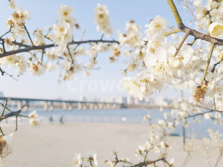 한강,매화,꽃,봄,flower,spring,식물,식물,자연,plants,nature,꽃,flower
