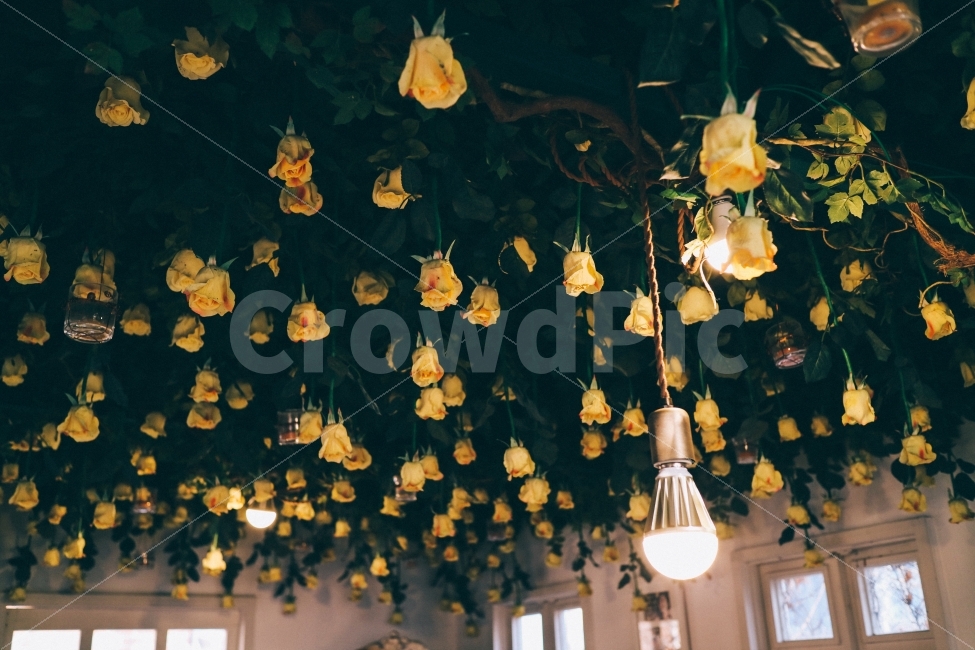 장미,노란장미,yellow,rose,yellowrose,전구,백열구,꽃밭,인테리어,정원,매달린,drop,rosedrop,빛,장미꽃,식물,자연,plants,nature,인테리어,실내디자인,interior design,꽃,flower