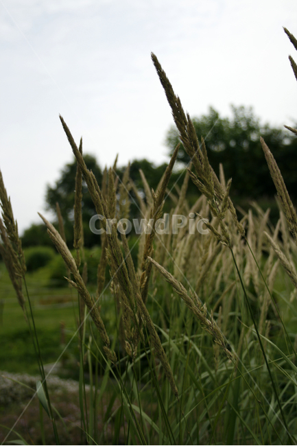 산조풀,식물,plants,nature,풀,바람,감성,식물,자연,plants,nature