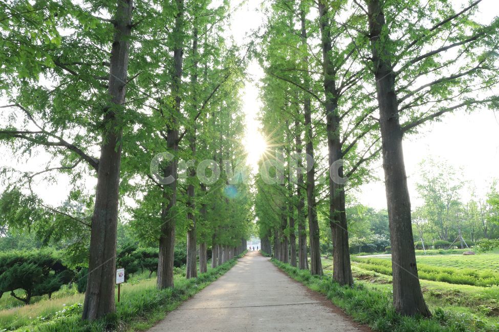 초록,나무,햇빛,여름,메타쉐콰이어,자연,풍경,nature,landscape,휴식,힐링,rest,relaxation,healing,outdoors,옥외