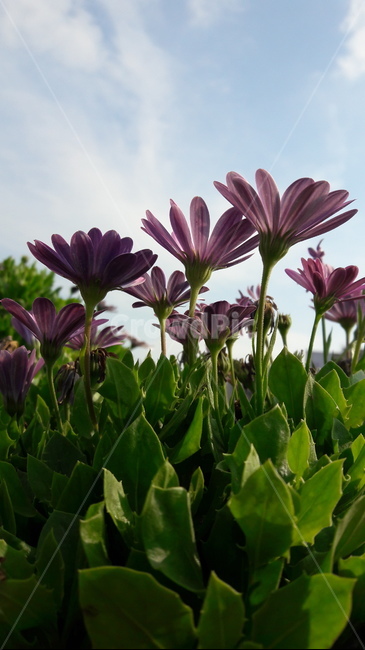 꽃,flower,식물,plant,하늘,식물,자연,plants,nature,꽃,flower