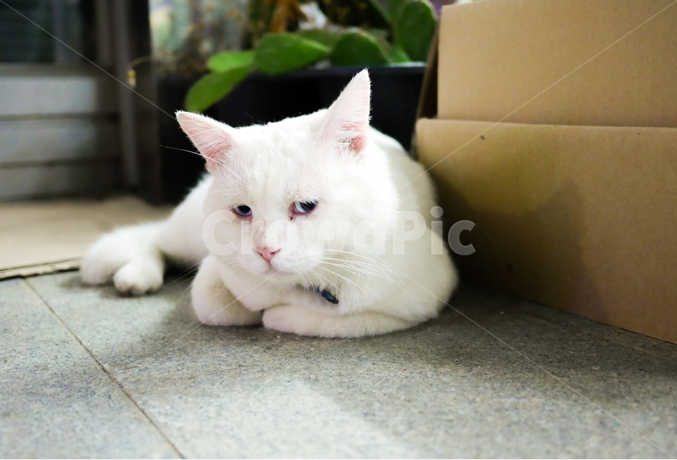 고양이,길냥이,길고양이,삐진고양이,하얀고양이