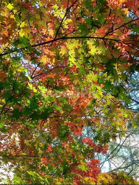 가을,단풍,낙엽,maple,plant,식물,단풍나무,단풍잎,leaf,잎,tree,나무,계절,fallautumnseason,가을단풍,자연,풍경,경치,가을,계절,fall,autumn,season,식물,자연,plants,nature,나무,trees,wood