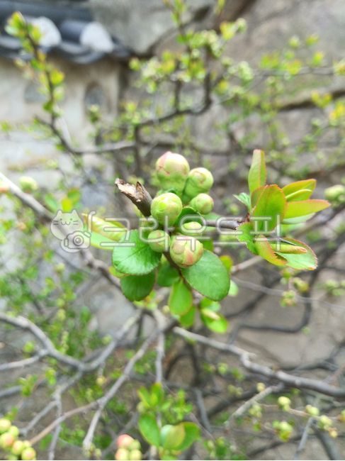 sprout,tree branch,leaf,branch,flower,spring flowers,spring,Myeongja tree flower,flower bud,plant,oxidized sugar,Myeongja tree