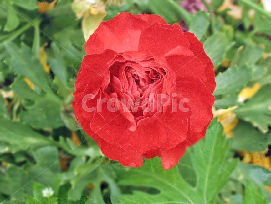 blossom,꽃,flower,plant,식물,red,green,빨강,초록