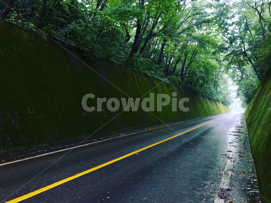 단양,여름,비,도로,이끼,자연,풍경,nature,landscape,휴식,힐링,rest,relaxation,healing,교통,교통수단,traffic,transportation,road,asphalt,아스팔트,highway,고속도로,freeway,고속 도로