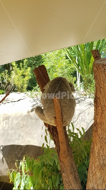 코알라,뒷모습,동물,나무,animal,koala