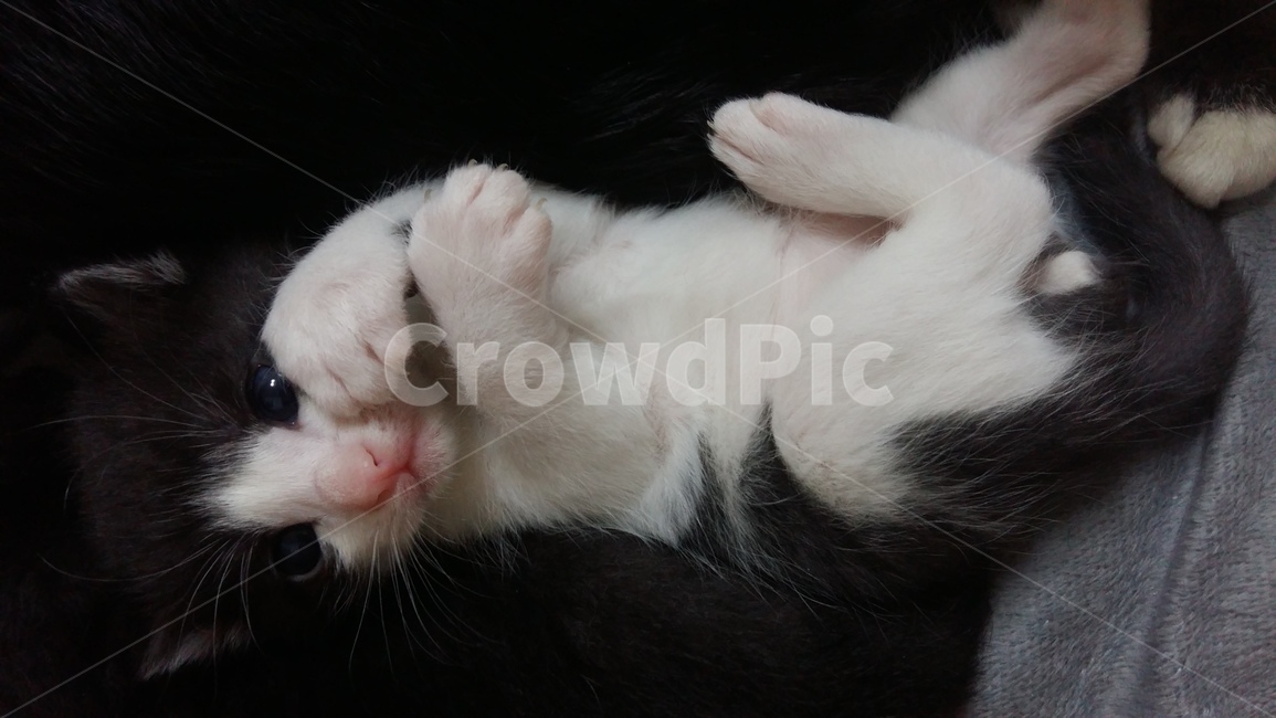 고양이,아기고양이,cat,kitty,kitten,발라당,동물,애교,아기,앞발,동물,animal,포유류,mammal,고양이,cat,kitten,kitty