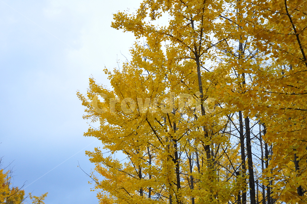 은행나무,서울숲,은행잎,노란색,하늘,서울,숲,가을,autumn,trees,leaves,Seoulforrest,sky,nature,yellow,가을,계절,fall,autumn,season,식물,자연,plants,nature,나무,trees,wood