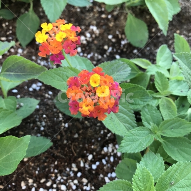 란타나,칠색매,오색매,Lantana,Redsage,Yellowsage,마편초과,열대소관목,LantanacamaraL,우산살모양,작은꽃,칠변화,열매꽃,독성,독성식물,허브향,공기정화,주의식물,식물,꽃,Flower,식물,자연,plants,nature,꽃,flower