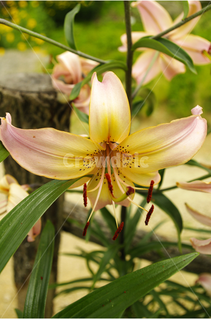 백합,꽃,식물,flower,color,nature,자연,식물,자연,plants,nature,꽃,flower