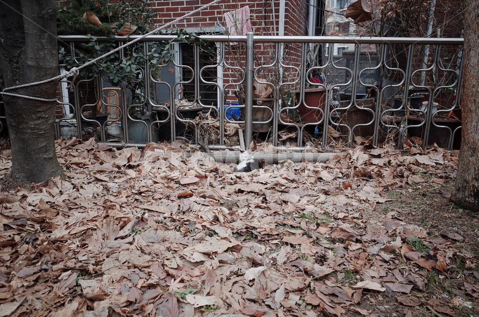 고양이,길냥이,길고양이,cat,streetcat,동물,animal,포유류,mammal,고양이,cat,kitten,kitty