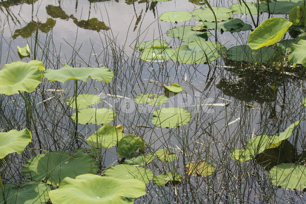 연잎,물,공원,봄,고요,나들이,개구리왕눈이,식물,자연,plants,nature