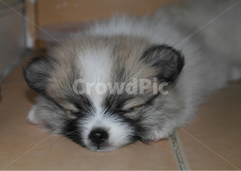 강아지,포메라니안,새끼강아지,아기강아지,새끼포메라니안,세이블,동물,animal,포유류,mammal,개,강아지,dog,doggy