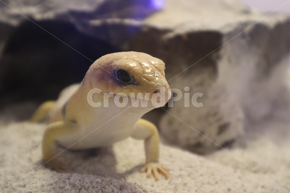 도마뱀,파충류,노란색,피터슨벤디드스킨크,yellow,렙타일,reptilia,white,게코,gecko,reptile,파충류,양서류,reptile,amphibian
