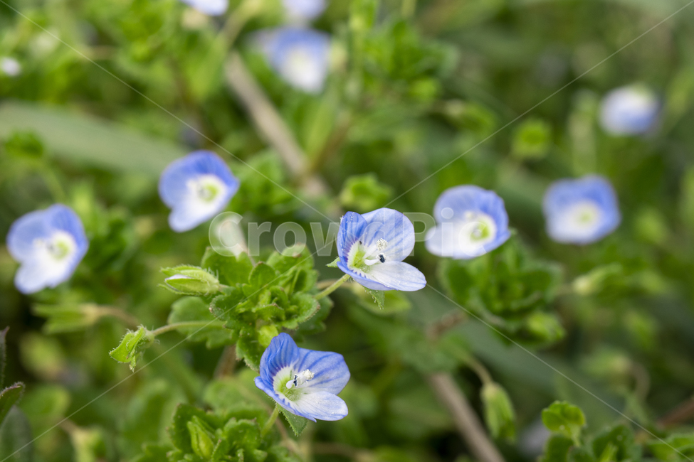 큰개불알풀,flower,꽃,plant,식물,녹색잎