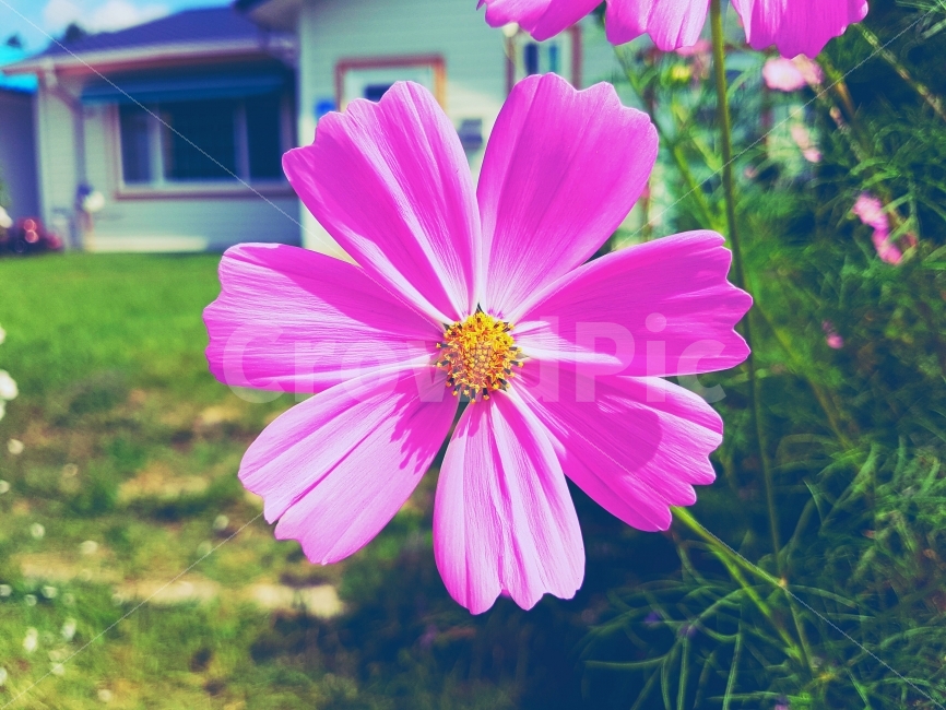 코스모스,꽃,자연,일상,색감,강원도,양구,시골,길거리,풍경,가족,여행,cosmos,flower,nature,daily,color,Gangwondo,Country,street,landscape,View,Family,Travel,가을,계절,fall,autumn,season,식물,자연,plants,nature,꽃,flower,감성,sensible,feeling,plant