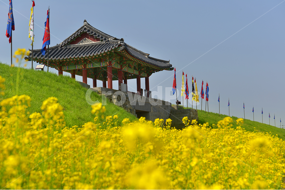 유채꽃,해미읍성,꽃,노랑,flower,전통,역사,한국의미,하늘,봄,문화유산,한국관광지,한국문화,문화