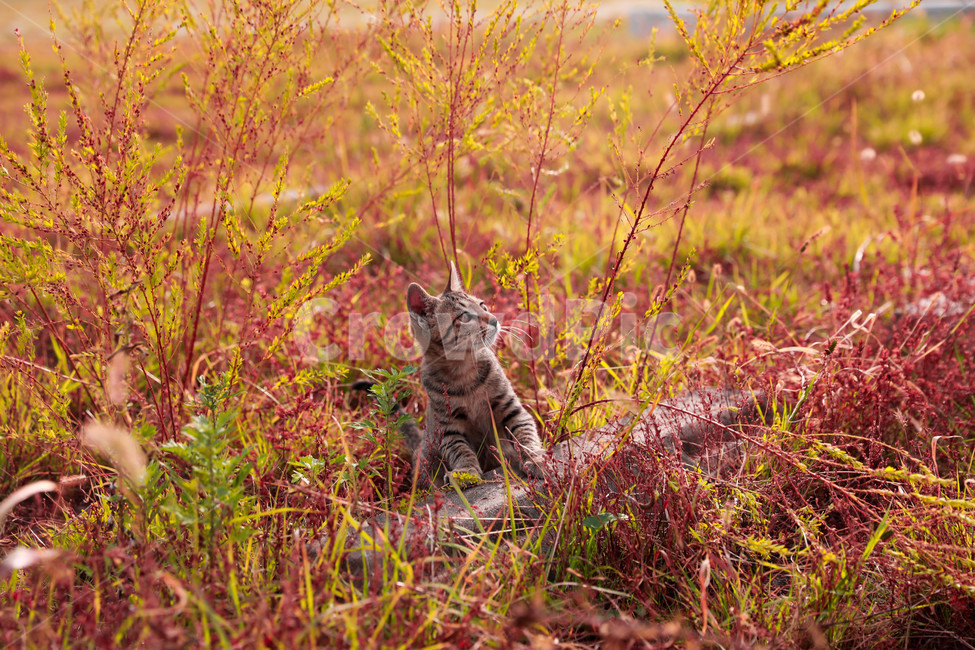 추억,반려묘,애완동물,동물,고양이,자연,동물,animal,포유류,mammal,고양이,cat,kitten,kitty