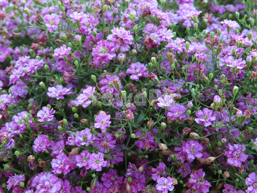 작은꽃,아름다움,귀여움,작다,꽃,식물,공원,화려함,smallflowers,beauty,small,plants,parks,flowers