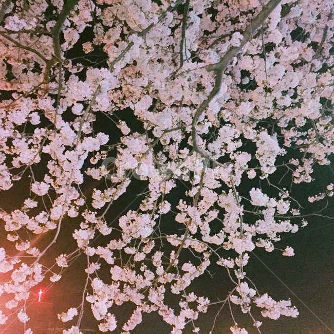 풍경,벚꽃,자연,분홍,꽃,감성