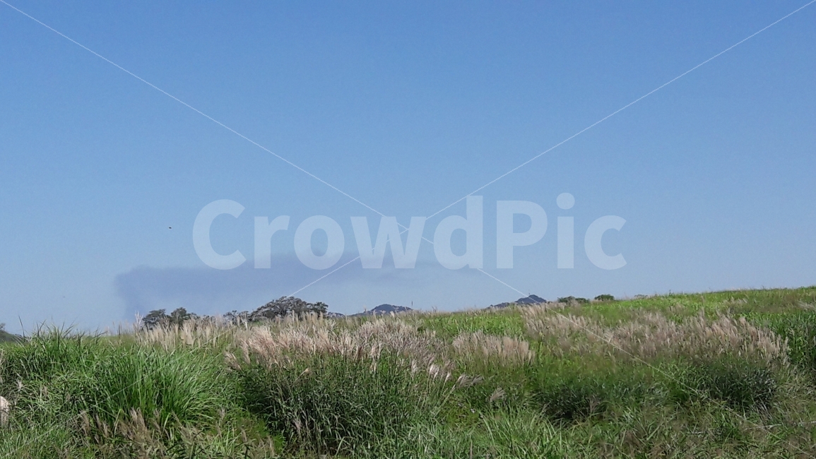 하늘,파란,갈대,하늘공원,초록,자연,풍경,nature,landscape,grass,잔디,plant,식물,lawn