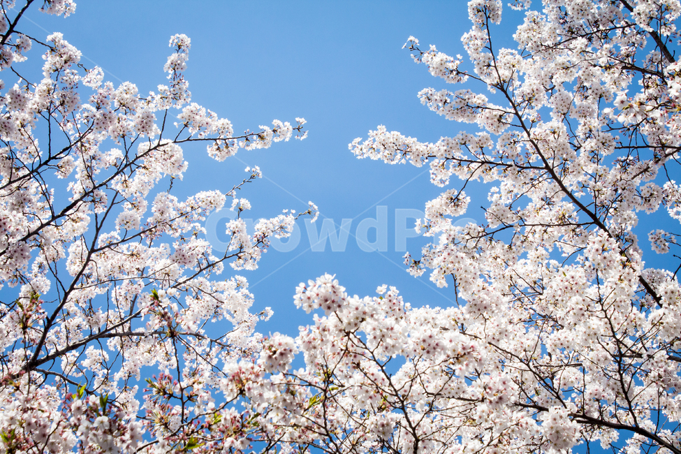 벚꽃,cherryblossom,봄꽃,꽃,flower,봄,spring,하늘,sky