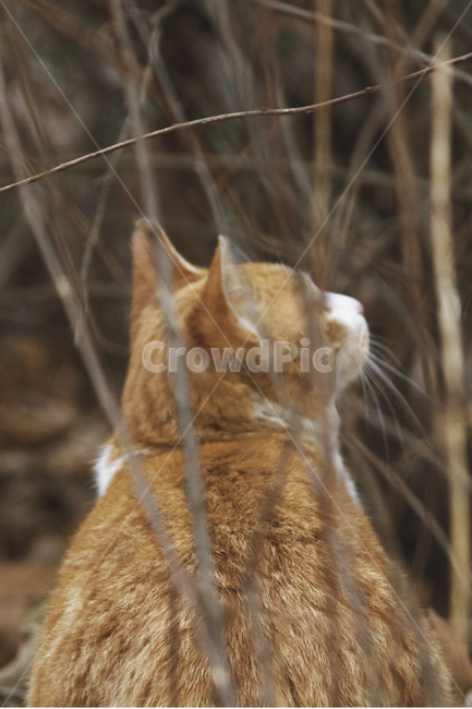 고양이,겨울,아웃포커싱,냥이,쓸쓸함,동물,animal,포유류,mammal,고양이,cat,kitten,kitty