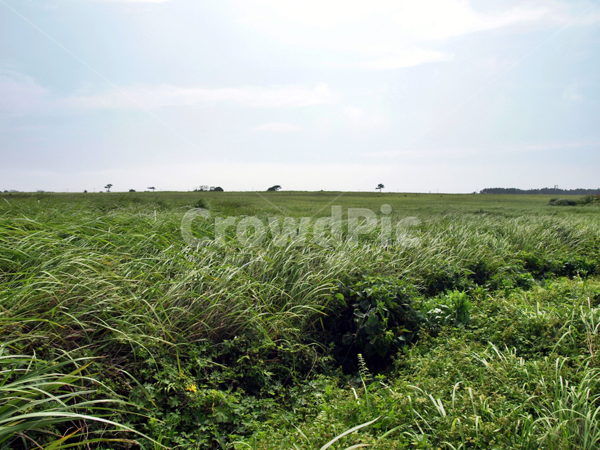 알뜨르비행장,올레10코스,올레,서귀포시,제주,자연,풍경,nature,landscape,field,들,grassland,목초지,outdoors,옥외