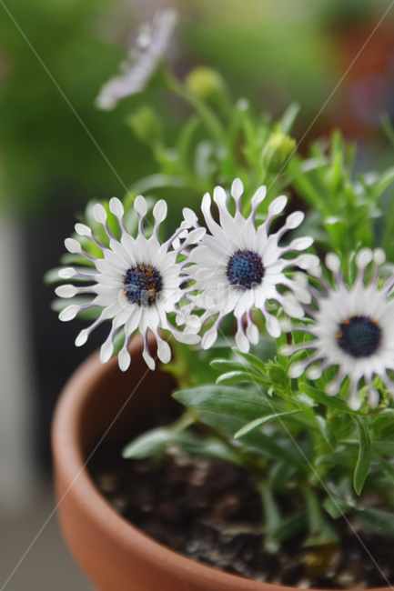 풍차디모르포세카,풍차꽃,신기한꽃,화분,꽃잎,plant,식물,flower,꽃,하얀꽃,식물,자연,plants,nature,꽃,flower