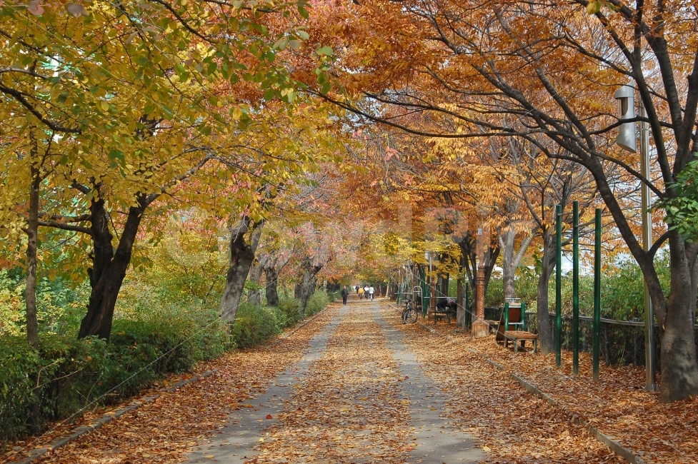가을,단풍,낙엽,길,가로수,나무,산책,산책로,풍경,도로,가을풍경,단풍길,자연,풍경,nature,landscape,가을,계절,fall,autumn,season,tree,plant,식물,maple