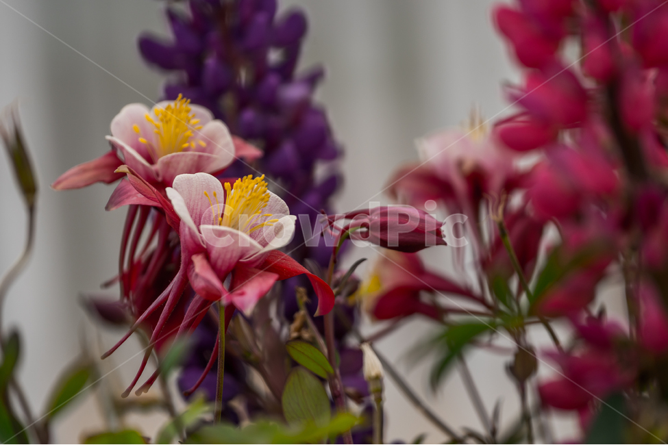 매발톱꽃,꽃,식물,자연,야생화,flower,식물,자연,plants,nature,꽃,flower