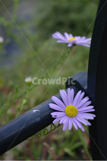 쑥부쟁이,꽃,flower,식물,plant,식물,자연,plants,nature,꽃,flower