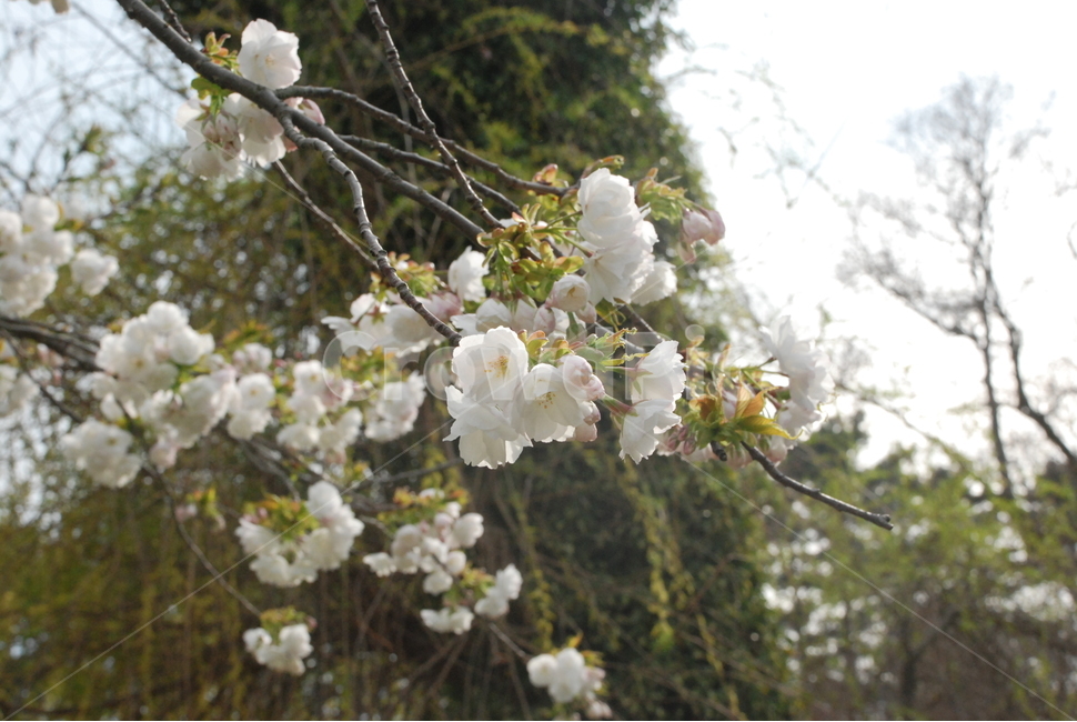 자연,식물,꽃,나무,벚꽃,하얀꽃,힐링,봄,봄,계절,spring,season,식물,자연,plants,nature,꽃,flower,plant,blossom,cherry blossom