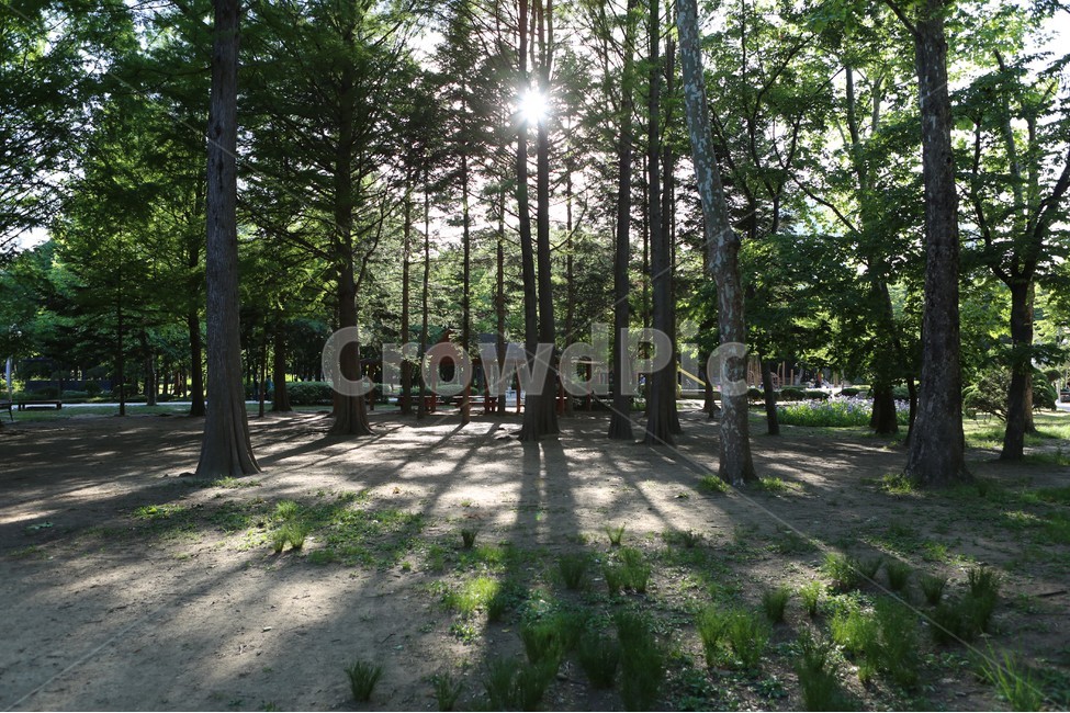 자연,nature,빛,봄,초록,오후,sunshine,green,afternoon,tree,나무,숲,forest,자연,풍경,nature,landscape,식물,plants,나무,trees,wood,휴식,힐링,rest,relaxation,healing,plant,flare,플레어,light,tree trunk,나무 줄기