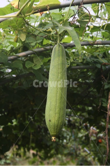 수세미,수세미열매,박과,수세미오이,한해살이식물,재배식물,식물,자연,plants,nature,과일,열매,fruit