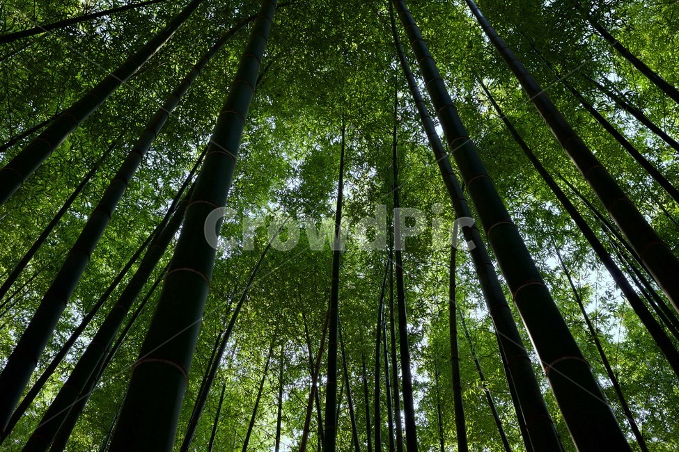 나무,숲,곧은나무,푸른숲,울창한숲