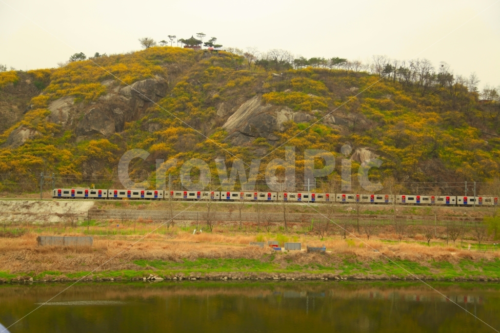 봄,개나리,응봉산,전철,정자,해맞이공원,자연,풍경,nature,landscape,교통,교통수단,traffic,transportation,outdoors,옥외,field,들,grassland,목초지