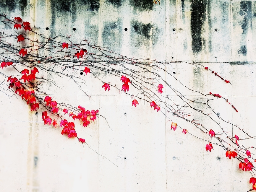 담쟁이,빨강,자연,fallenleaves,red,leaves,계절,season,담쟁이넝쿨,담쟁이덩굴,덩굴식물,가을,단풍,담벼락,식물,만추,autumn,fall,넌출성식물,아이비,ivy,가을,계절,fall,autumn,season,빈티지사진,빈티지느낌,빈티지감성,vintage,wall,벽