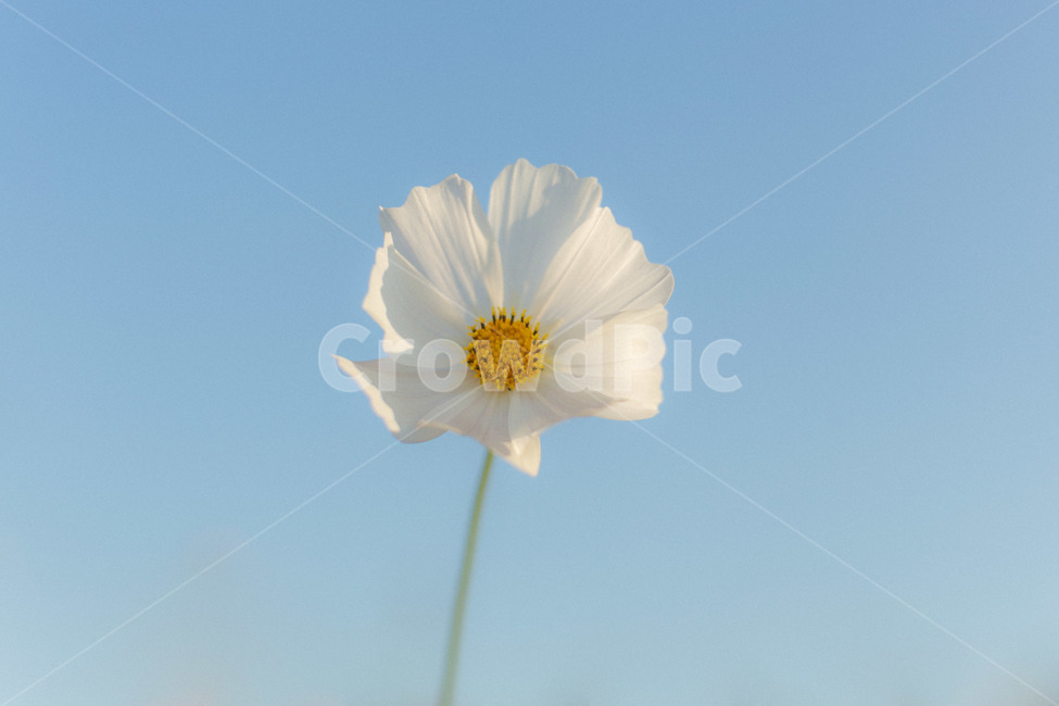 꽃,가을꽃,가을,코스모스,하늘,파란하늘,역광,햇빛,가을,계절,fall,autumn,season,식물,자연,plants,nature,꽃,flower,plant
