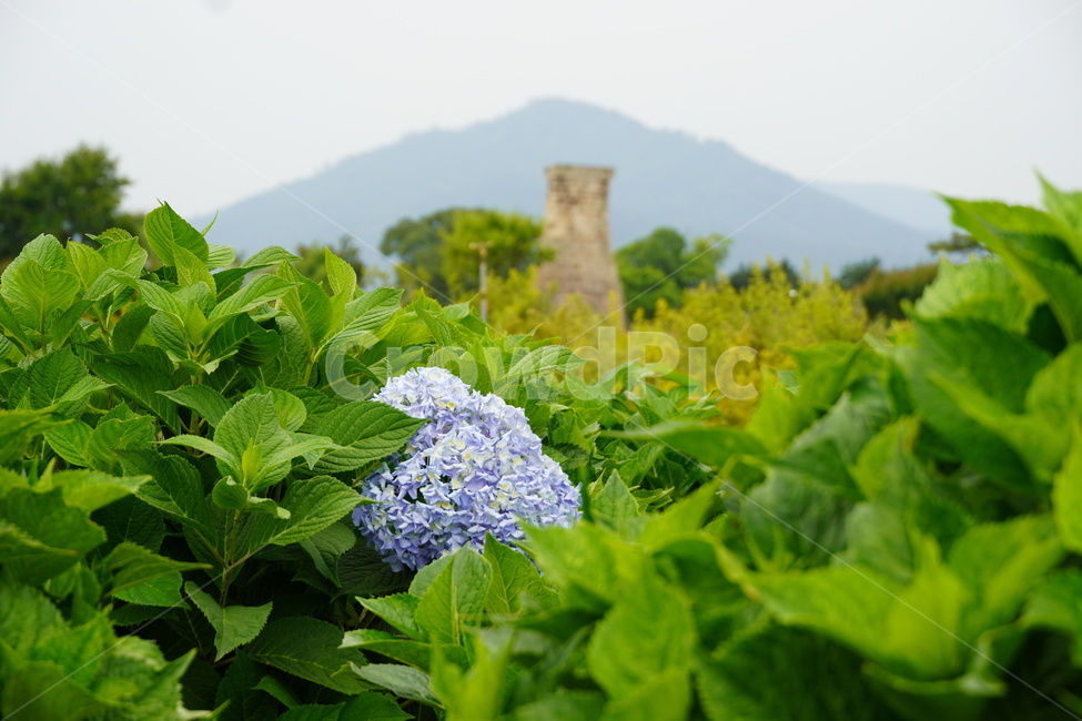 경주,보문단지,꽃,생화,배경,첨성대