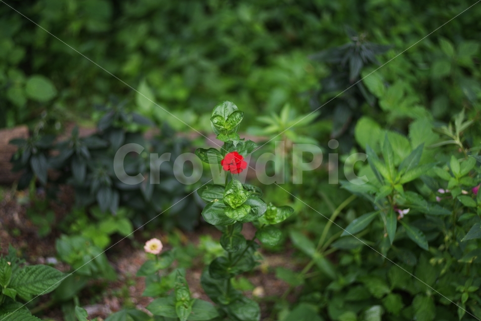 꽃,자연,flower,여름,백일홍,여름꽃,식물,잎,배경화면,감성사진,red,summer,floral,flora,petal,redflower,redpetal,summerflower,seasonflower,background,nature,natural,beauty,beautiful,beautifulbackground,summerbackground,plant,leaf,green,branch,식물,자연,plants,nature,꽃,flower