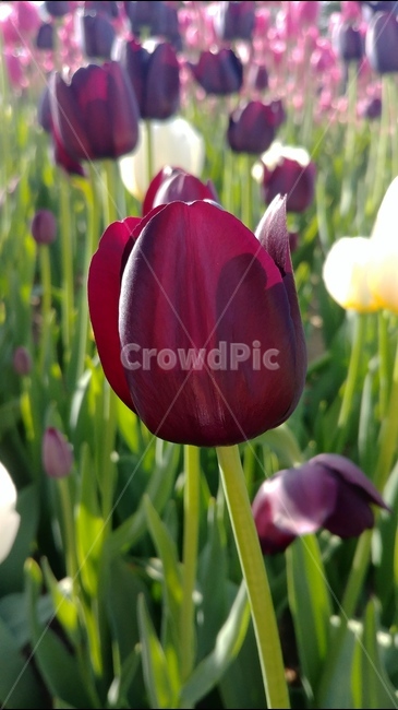 flower,튤립,tulip,분홍,흰꽃,식물,plants,꽃,flowers,spring,5월꽃,5월의꽃,봄,식물,자연,plants,nature,꽃,flower