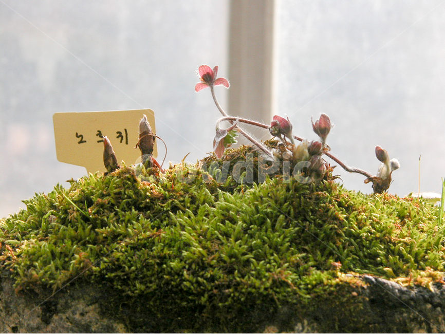 관상,화초,화분,식물원,꽃,식물,자연,plants,nature,꽃,flower