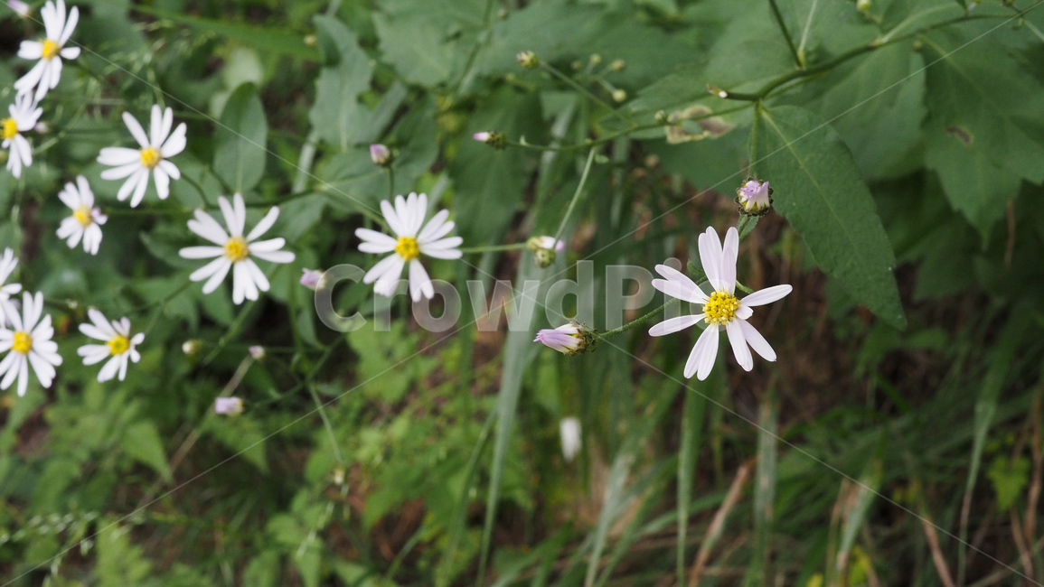야생화,꽃,color,wildflower,flower